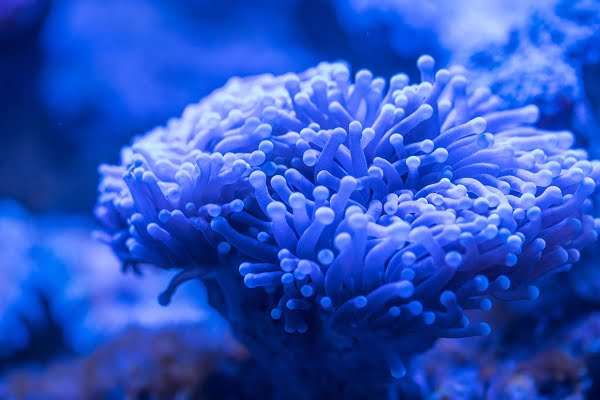 anemone aquatic beautiful 1
